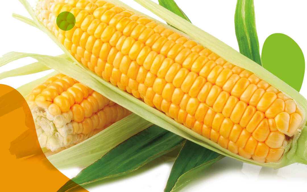 El T-MEC falla a favor del maíz transgénico